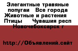 Элегантные травяные попугаи - Все города Животные и растения » Птицы   . Чувашия респ.,Новочебоксарск г.